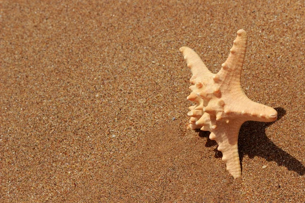 Außenbild Vonnahaufnahme Von Seesternen Auf Sandhintergrund Über Dem Schwarzen Meer — Stockfoto