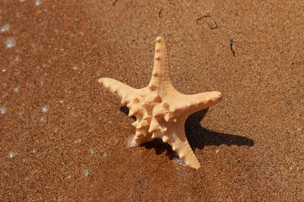 Outdoor Image Ofclose Starfish Sand Background Black Sea East Crimea — Stock Photo, Image