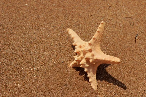 Outdoor Image Ofclose Starfish Sand Background Black Sea East Crimea — Stock Photo, Image