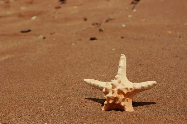 Hvězdice Břehu Písečné Pláže Kerch Krym — Stock fotografie
