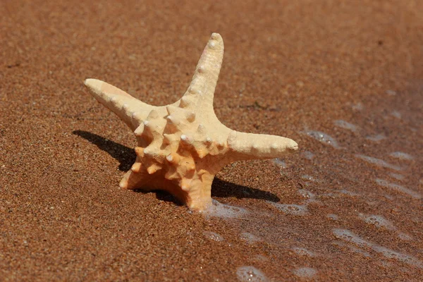 Las Estrellas Mar Orilla Playa Arenosa Kerch Crimea — Foto de Stock