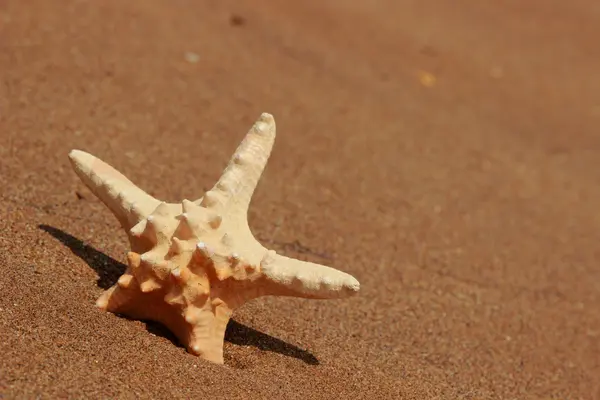 Seestern Ufer Des Sandstrandes Kertsch Krim — Stockfoto