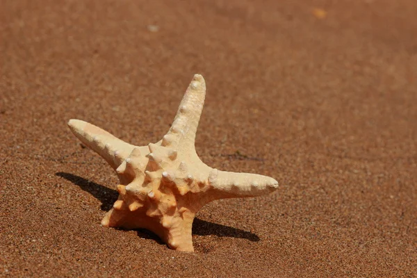 Starfish Shore Sandy Beach Kerch Crimea — Stock Photo, Image