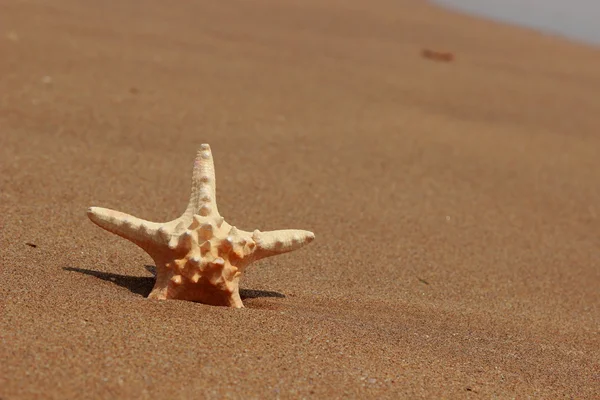 Seestern Ufer Des Sandstrandes Kertsch Krim — Stockfoto