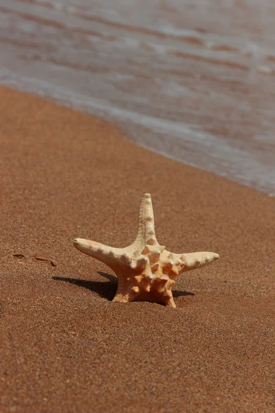 Las Estrellas Mar Orilla Playa Arenosa Kerch Crimea — Foto de Stock