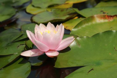çiçek arka planda sarı ve pembe lilly güzel gölet, Kırım, russi üzerinde açık görüntü