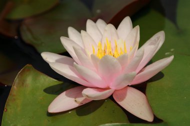 çiçek arka planda sarı ve pembe lilly güzel gölet, Kırım, russi üzerinde açık görüntü