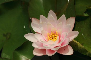 çiçek arka planda sarı ve pembe lilly güzel gölet, Kırım, russi üzerinde açık görüntü