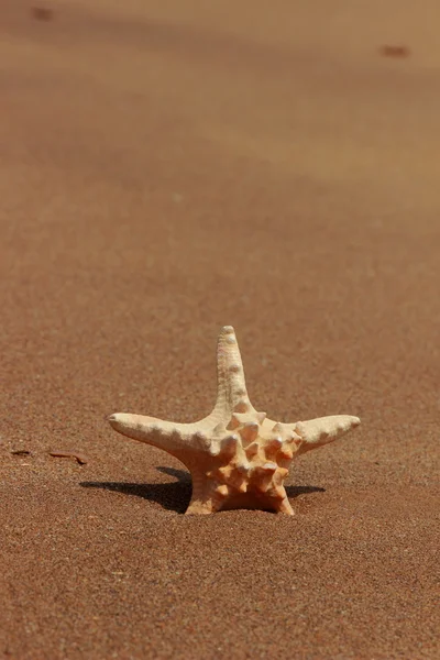 克里米亚Kerch沙滩上的海星 — 图库照片