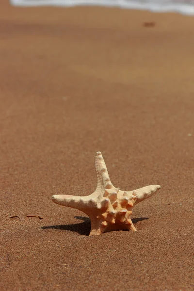 Starfish Shore Sandy Beach Kerch Crimea — Stock Photo, Image
