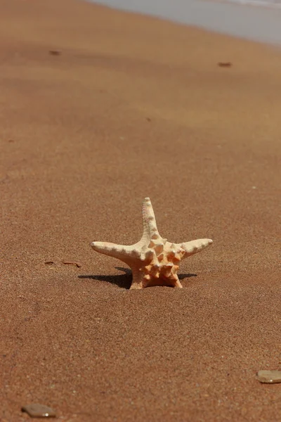 Las Estrellas Mar Orilla Playa Arenosa Kerch Crimea — Foto de Stock