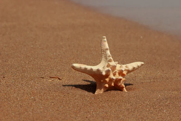 Seestern Ufer Des Sandstrandes Kertsch Krim — Stockfoto