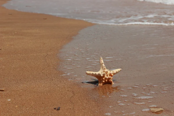 Starfish Costa Uma Praia Areia Kerch Crimeia — Fotografia de Stock