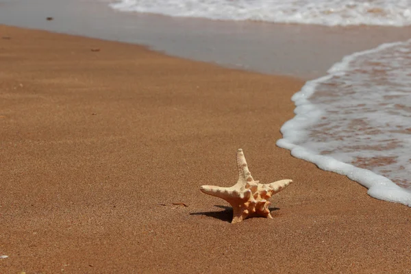 Starfish Malul Unei Plaje Nisip Kerch Crimeea — Fotografie, imagine de stoc