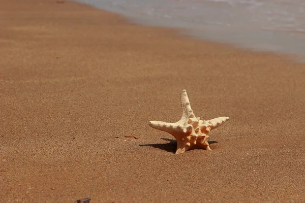 Las Estrellas Mar Orilla Playa Arenosa Kerch Crimea — Foto de Stock