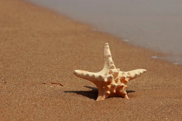 克里米亚Kerch沙滩上的海星 — 图库照片