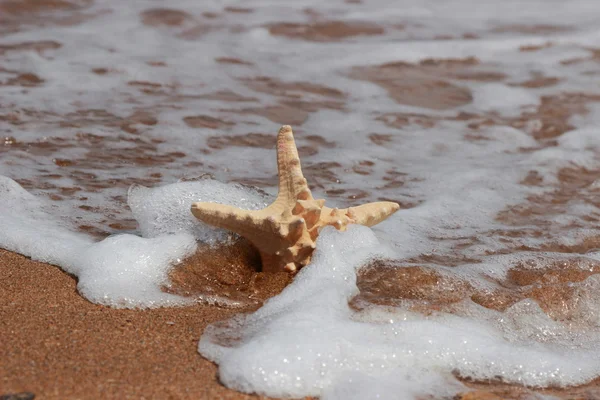 Seestern Ufer Des Sandstrandes Kertsch Krim — Stockfoto