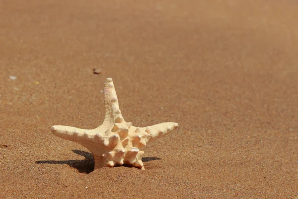 Las Estrellas Mar Orilla Playa Arenosa Kerch Crimea — Foto de Stock