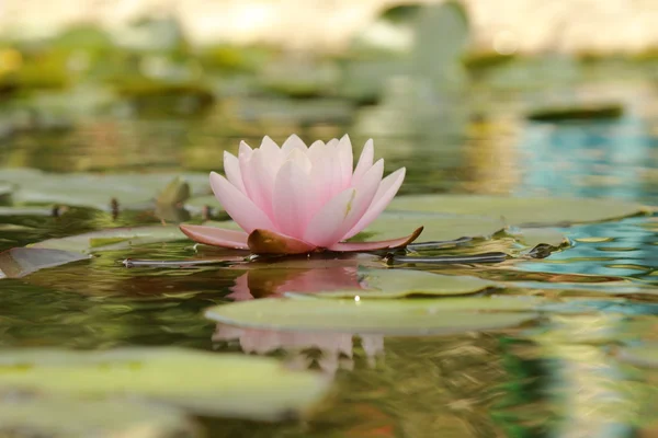 Härlig vatten lilly — Stockfoto