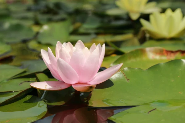 Krásné vody lilly — Stock fotografie