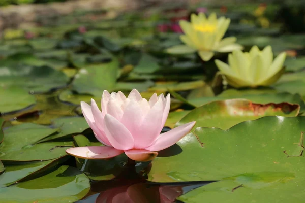 Bella acqua lilly — Foto Stock