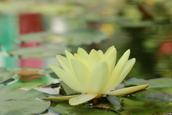 Härlig vatten lilly — Stockfoto