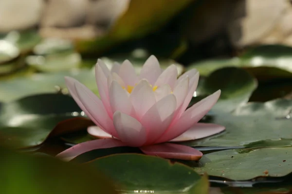 Härlig vatten lilly — Stockfoto