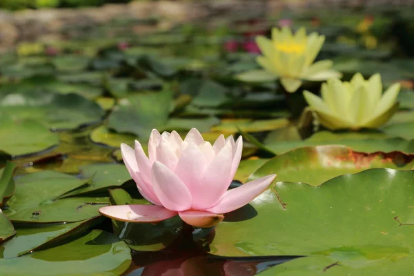 Härlig vatten lilly — Stockfoto