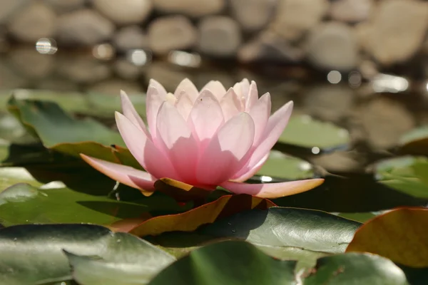 クリミア自治共和国 美しい池ルッシ上花の背景の黄色とピンクのリリーの屋外画像 — ストック写真
