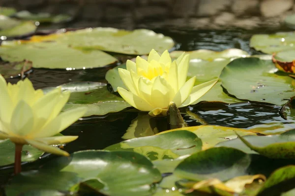Lovely water lilly — Stock Photo, Image