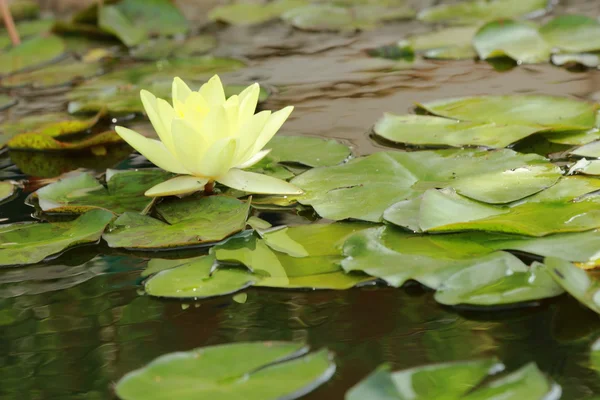 아름 다운 물 릴리 — 스톡 사진