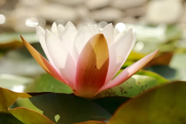 Außenbild Von Floralen Hintergrund Gelb Und Rosa Lilie Über Schönen — Stockfoto