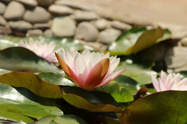 Schöne Seerose — Stockfoto