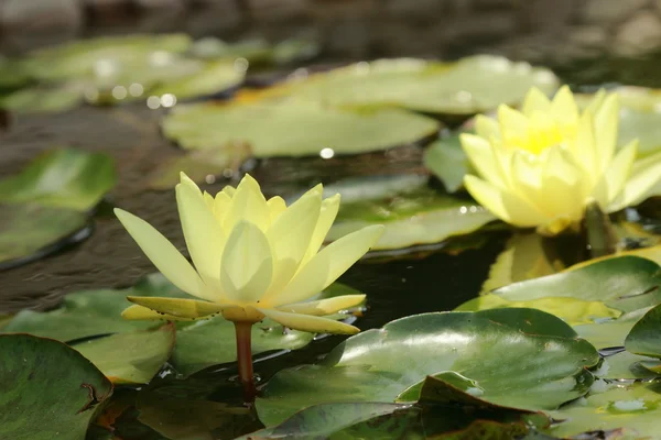 Beautiful water lilly — Stock Photo, Image