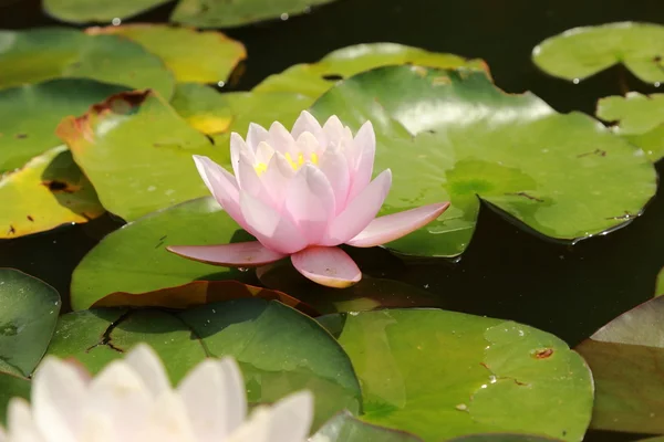 Krásné vody lilly — Stock fotografie