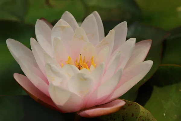 Beautiful water lilly — Stock Photo, Image