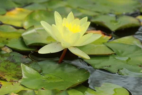 Beautiful water lilly — Stock Photo, Image