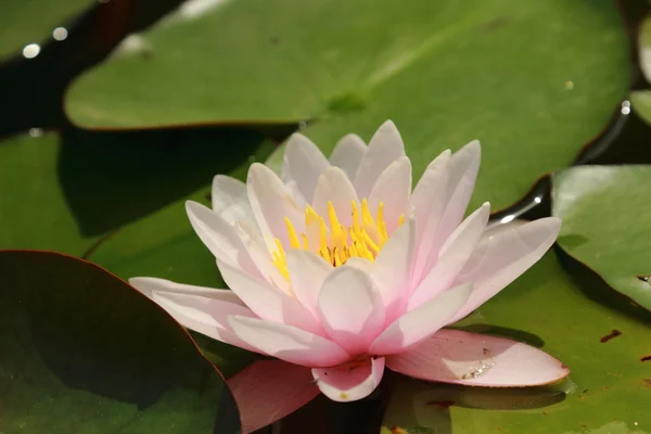 Bella acqua Lilly — Foto Stock