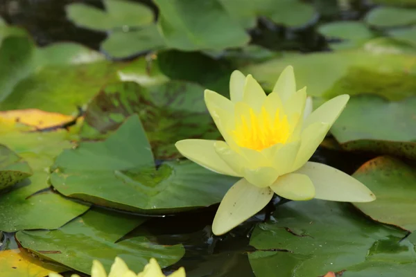 Beautiful water lilly — Stock Photo, Image