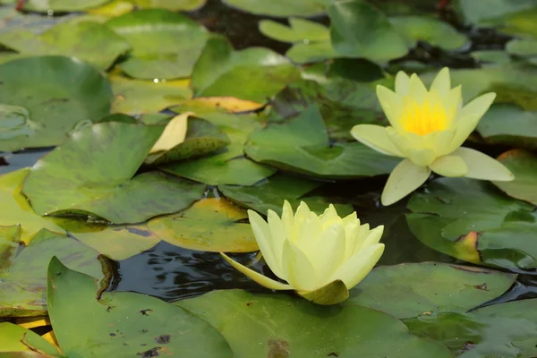 Beautiful water lilly — Stock Photo, Image