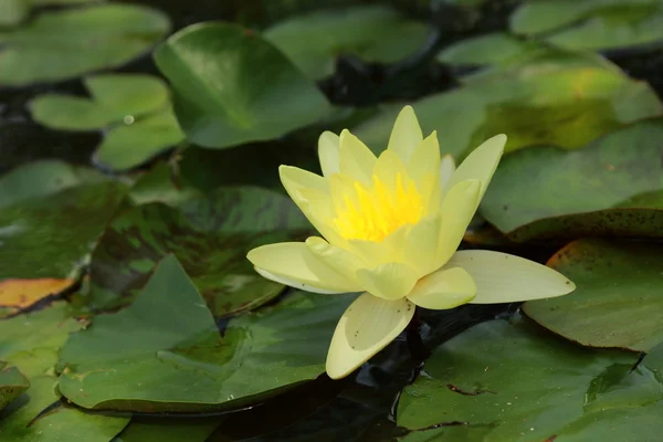 Hermosa agua Lilly — Foto de Stock