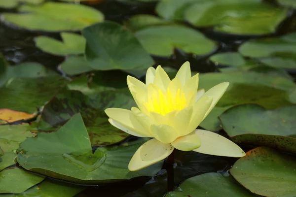 Hermosa agua Lilly — Foto de Stock