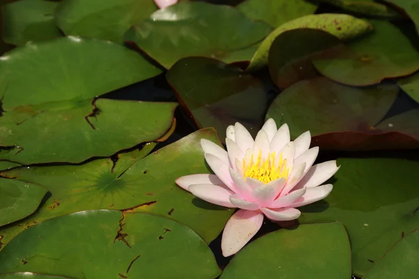 Schöne Seerose — Stockfoto