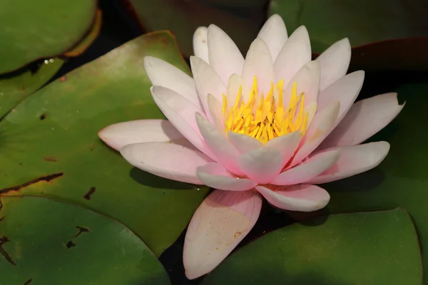 Außenbild Von Floralen Hintergrund Gelb Und Rosa Lilie Über Schönen — Stockfoto