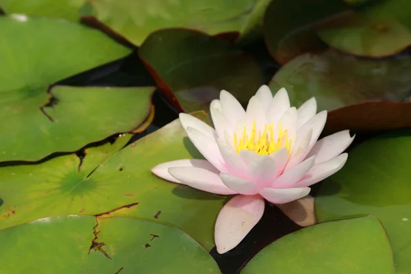 Schöne Seerose — Stockfoto