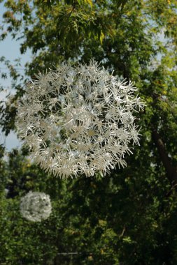 Yeşil ağaçlar arka plan seçici odak