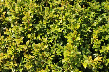 Şehir Parkı doğada