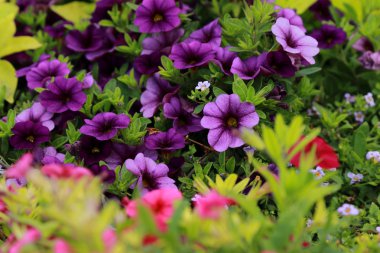 Güzel parlak kır çiçekleri buketi arka plan