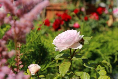 Yakın çekim taze gül goncası