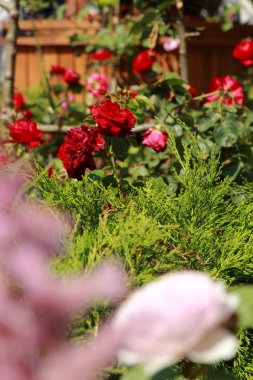 Bush bir yaz parkta güzel taze gül